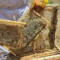 فروش عسل ارگانیک کوهستان
