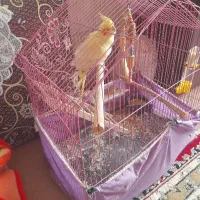 عروس لوتینو  در پرنده
