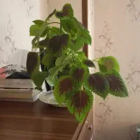 مشاوره تحصیل ازدواج طلاق روابط مهاجرت تلفنی آنلاین