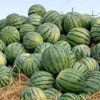 هندوانه مغان درجه1