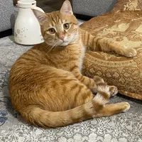 گربه گمشده|گربه|برازجان, |دیوار
