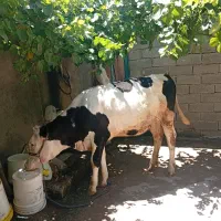 گوساله