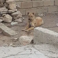 سگ سرابی