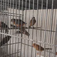 قناری سرخ و شتری ۵ عدد