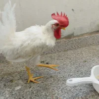 خروس