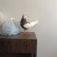 کفتر ، کبوتر
