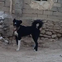 توله خراسانی نر