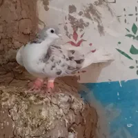 چپ هفترنگ وافشون