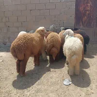 فروش بره نر