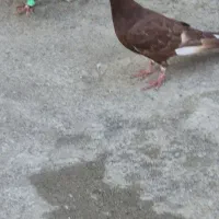 جوجه سرخ کمی پراش قیچی هست گمشده