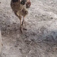 جوجه مرغ و قفس