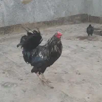 مرغ وخروس گلین