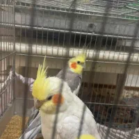 دو جفت عروس هلندی مولد تضمینی