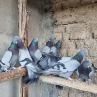 کفتر فروشی