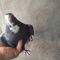 نر ماده پلنگ کلاهی و کوسه