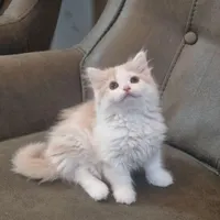بخاطر جابه جایی
