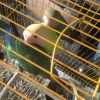 جوجه کوتوله بریزیلی