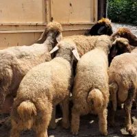 ۴راس گوسفند و بره همه  برها نر