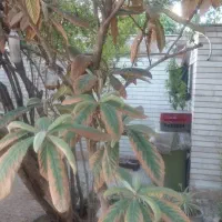 حرص کاری و فضا سازی گیاهان بیرون