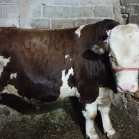 گاو نر|حیوانات مزرعه|ترکمانچای, |دیوار