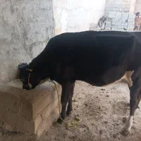 گوساله‌11ماهه
