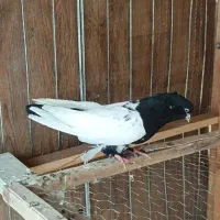 کبوتر تهرانی