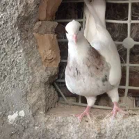 سه تا جوجه‌جوانه طوقی