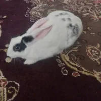 خرگوش یسیارخوب وبزرگ