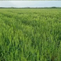 کود هیومیک اسید اصلی تعاونی(همراه با ضمانت کالا)