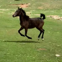 اسب|اسب و تجهیزات اسب‌سواری|ایوان, |دیوار