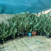 کاکتوس اپونتیا (ساقه دار و میوه دار)