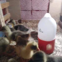 جوجه‌قوغاز‌۱۵روزه