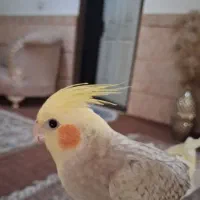 فروش عروس هلندی ماده دستی 9ماهه