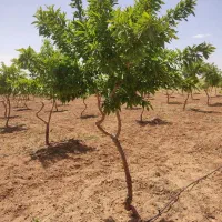 باغ-بادام-نقلی-در-چادگان