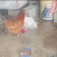 مرغ