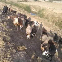بزچاق کشتی