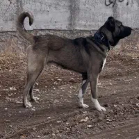 سگ سرابی