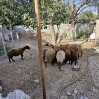 گوسفند  در عنبران