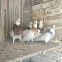 کفتر|پرنده|میبد, |دیوار