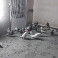 کبوتر