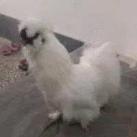خروس ابریشمی