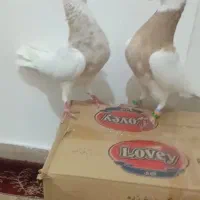 دو تا ماده طوقی درجه یک