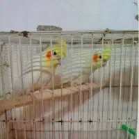 عروس هلندی