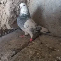 کبوتر کاسنی پرشتی