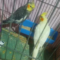 عروس هلندی سخنگو