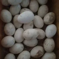 تخم غاز تازه