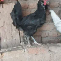 مرغ وخروس