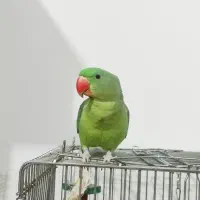 طوطی