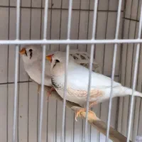 سالن تکثیر و پروش آیهان گلدین