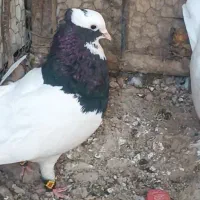 طوقی